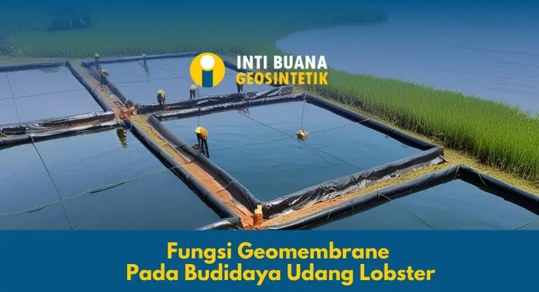 Fungsi Geomembrane Pada Budidaya Udang Lobster